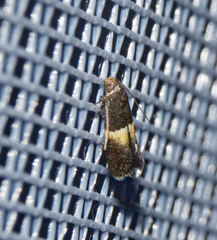 Elachista bisulcella