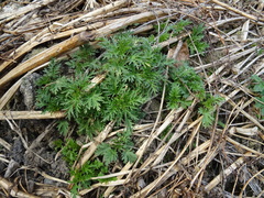 Urtica cannabina