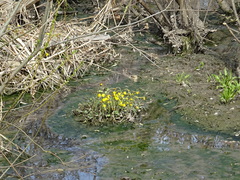 Tussilago farfara