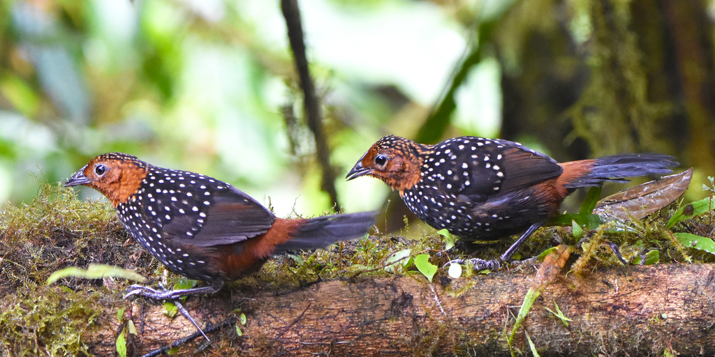 Ocellated Tapaculo photo