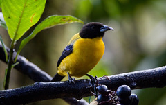 Anisognathus notabilis