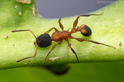 Nesomyrmex pulcherNesomyrmex pulcher