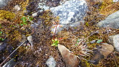 Micranthes foliolosa