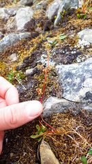 Micranthes foliolosa