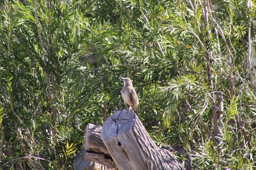 Curve-billed Thrasher, Kingsville, TX 78363, USA, photo 8 of 10