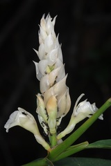 Alpinia oxymitra