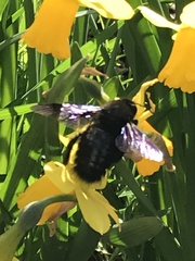 Xylocopa violacea