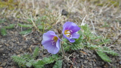 Polemonium boreale
