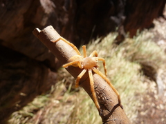 Neosparassus rutilus