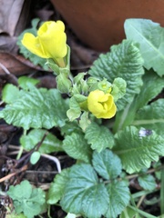 Primula vulgaris