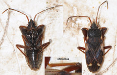 Eremocoris podagricus
