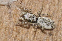 Salticus zebraneus