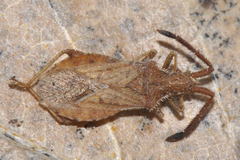 Coriomeris denticulatus