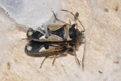 Raglius confusus