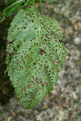 Puccinia komarovii