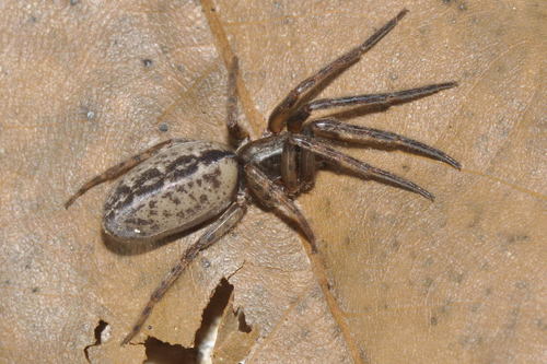 Segestria bavarica