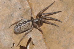 Segestria bavarica