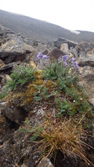 Polemonium boreale