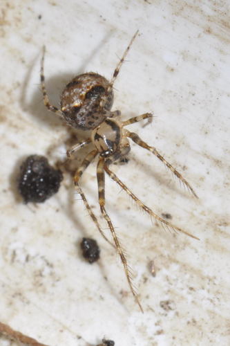 Dviskiautis šeriuotvoris nuotrauka