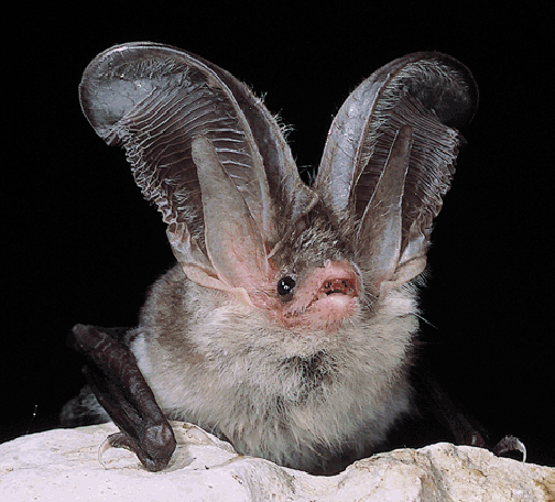 Sardinian Long-Eared Bat