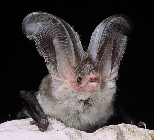 Sardinian Long-eared Bat