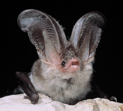 Sardinian Long-Eared Bat photo 1