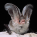 Sardinian Long-eared Bat - Photo (c) Mauro Mucedda, some rights reserved (CC BY)