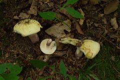 Russula violeipes