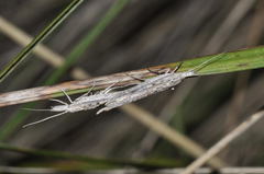 Ypsolopha mucronella