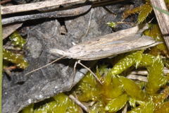 Ypsolopha mucronella