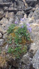 Polemonium boreale