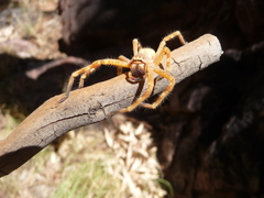 Neosparassus rutilus