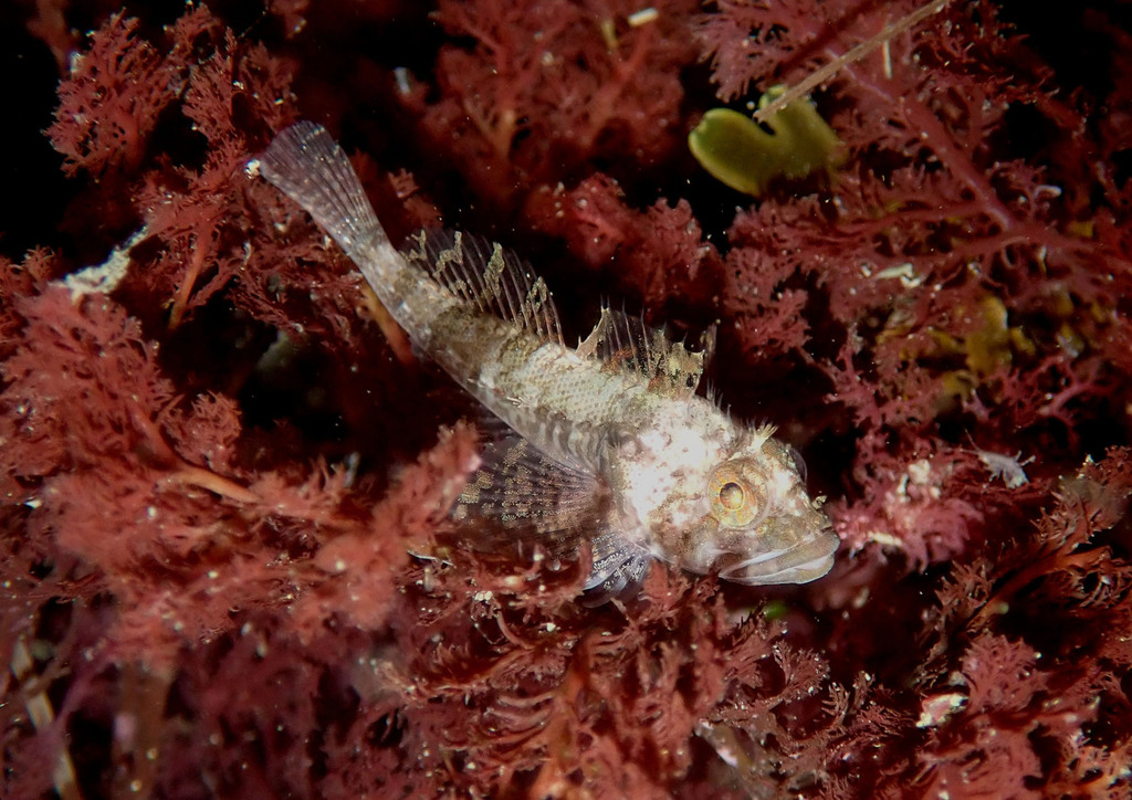 Roughcheek sculpin (Ruscarius creaseri) — Cottidae