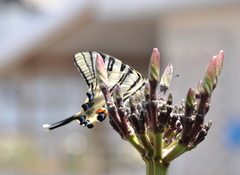 Iphiclides podalirius