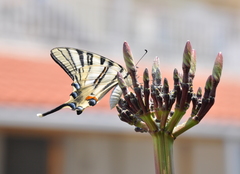 Iphiclides podalirius