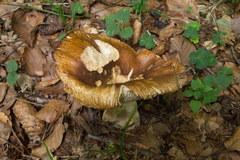 Russula subfoetens