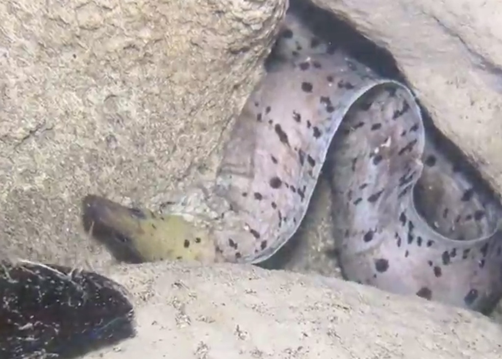 Fimbriated moray