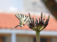 Iphiclides podalirius