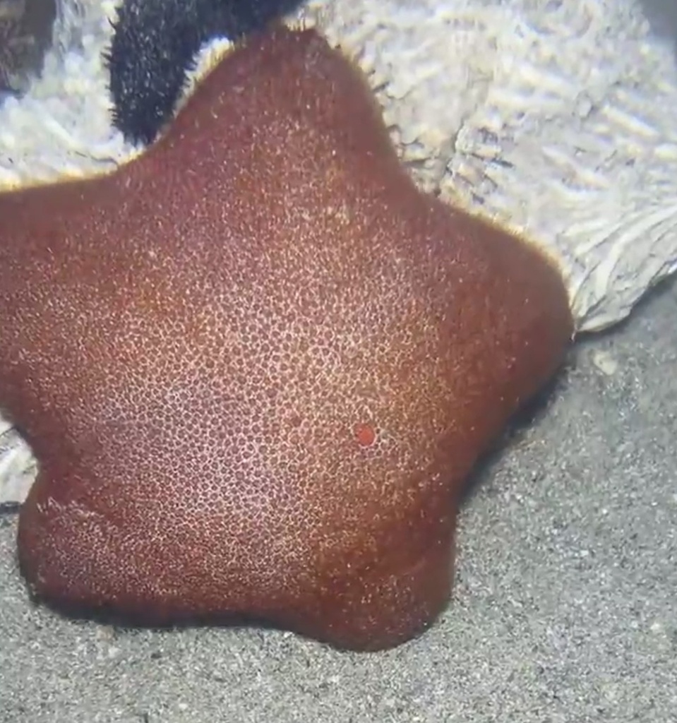 Asterodiscides elegans