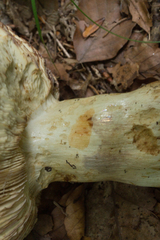 Russula subfoetens