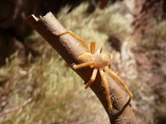 Neosparassus rutilus