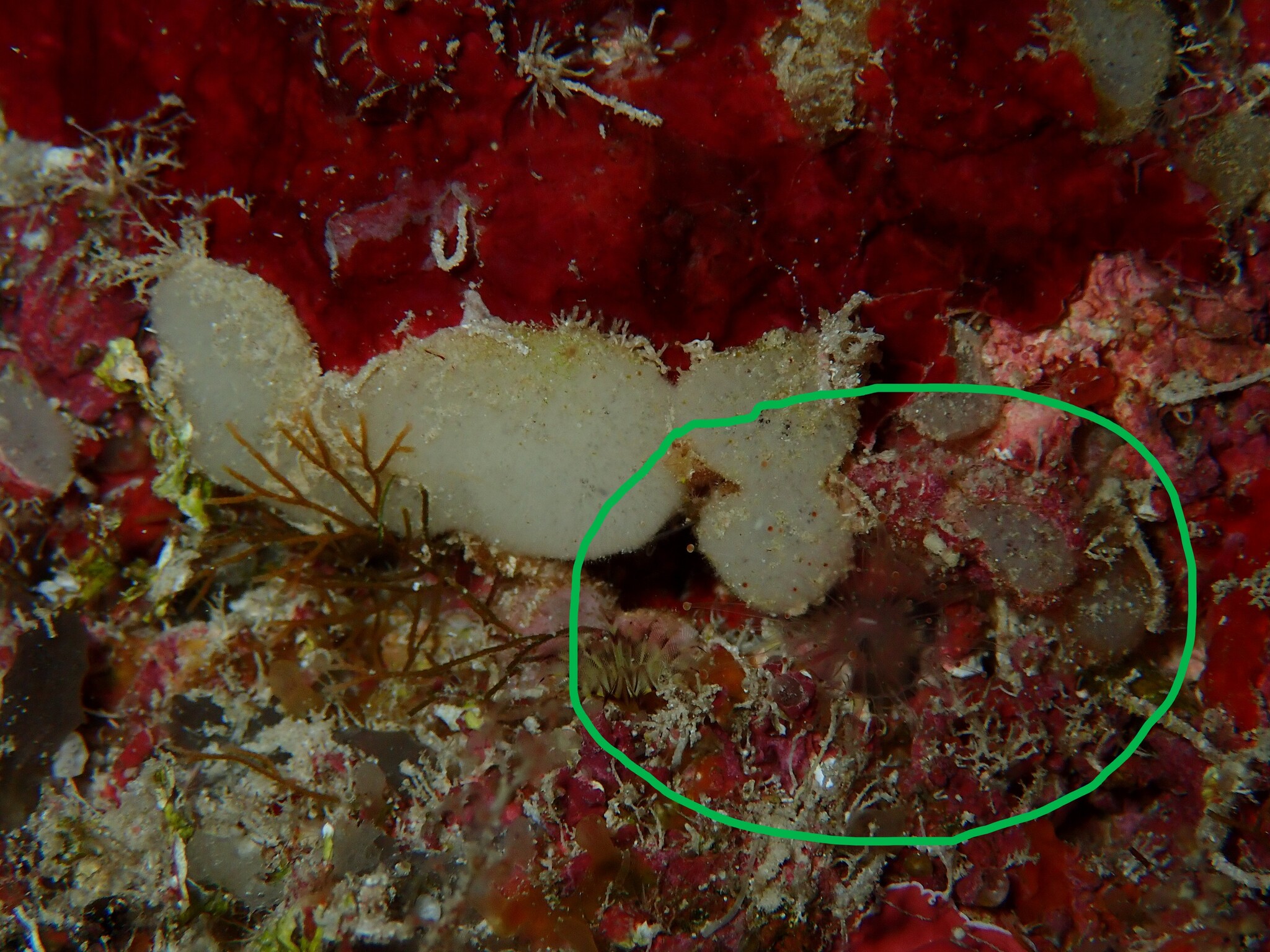 Pseudocorynactis caribbeorum Den Hartog, 1980