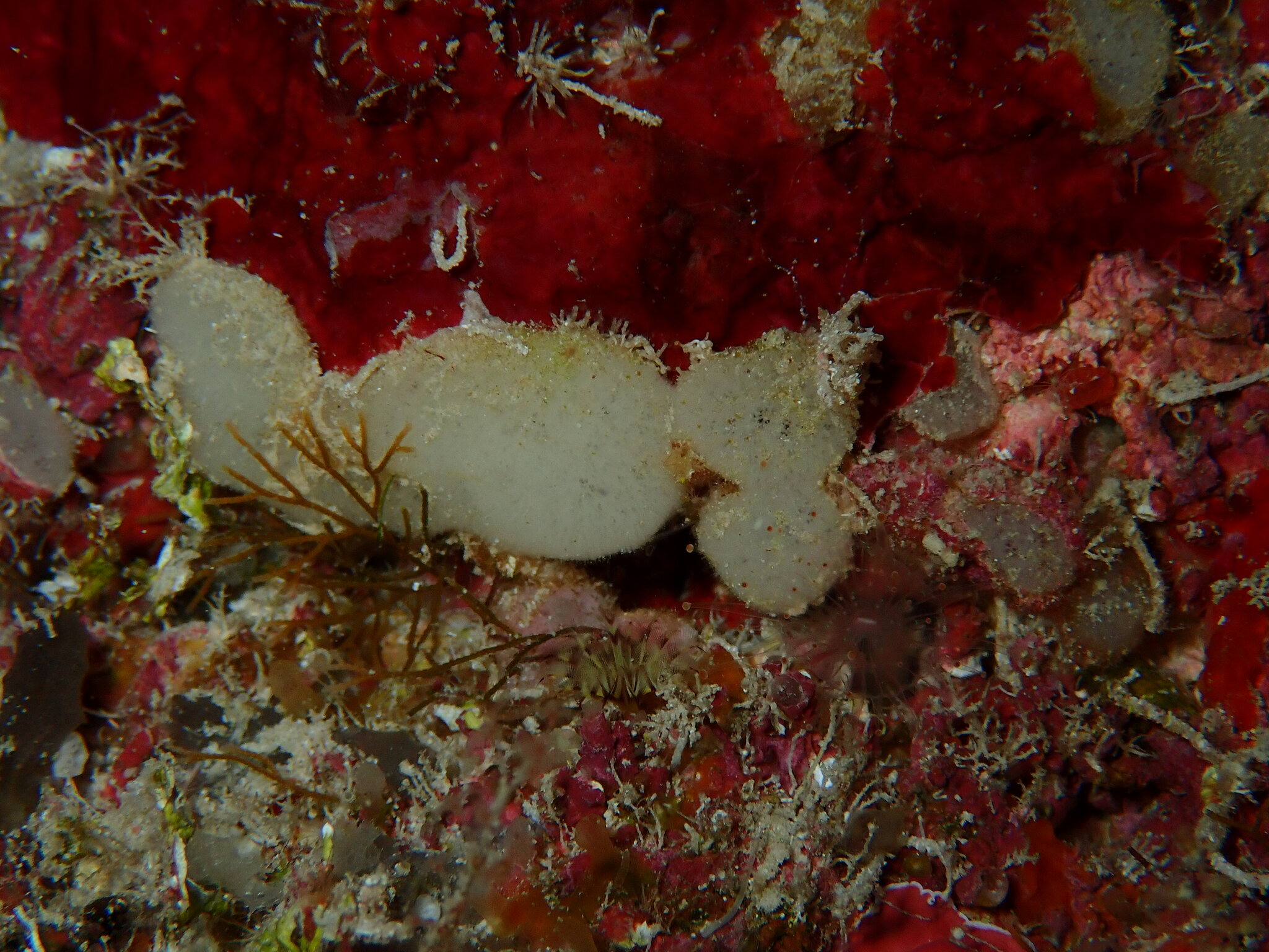 Pseudocorynactis caribbeorum Den Hartog, 1980