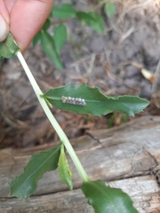 Insecta