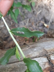 Insecta