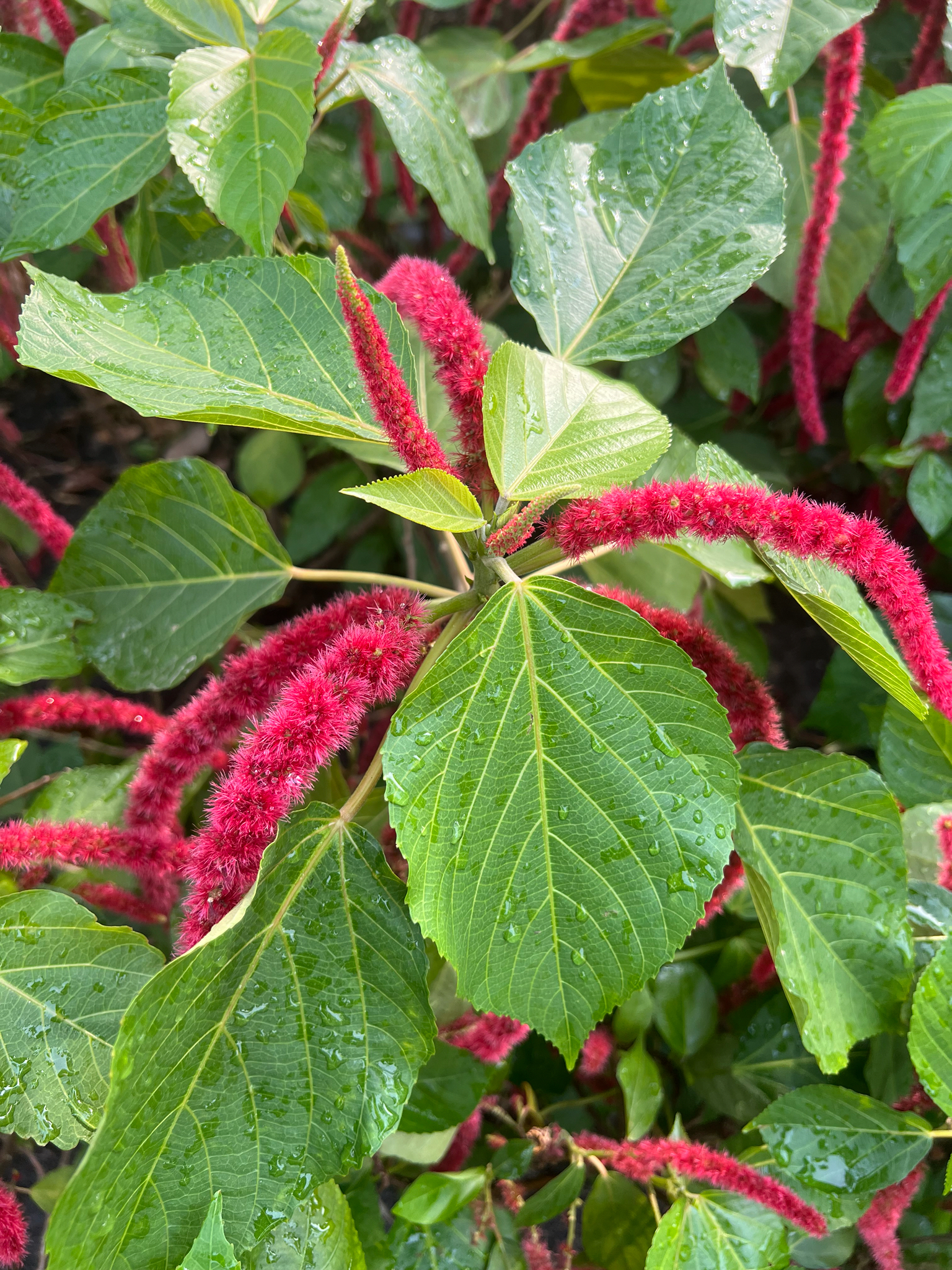 Acalypha hispida (Acalypha hispida)