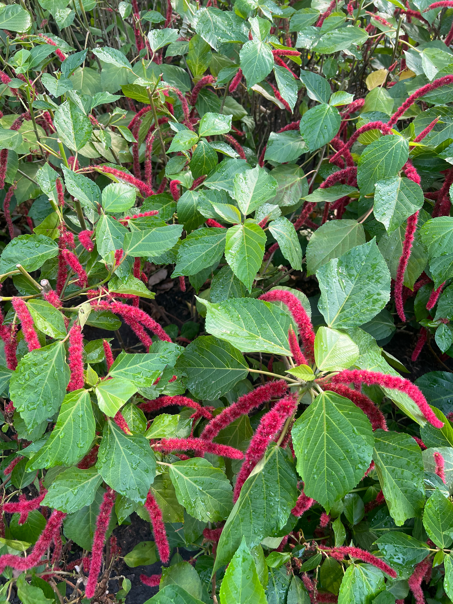 Acalypha hispida — ảnh 2