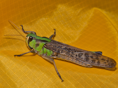 Locusta