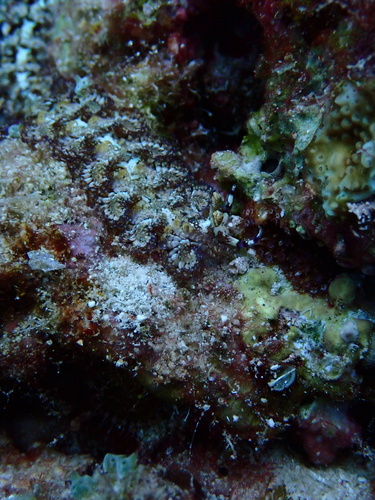 Pteraeolidia semperi