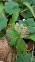 Agromyza nigrescens